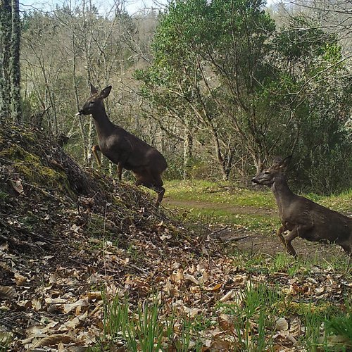 Roe deer enclosure of Grijó and Vilar do Monte