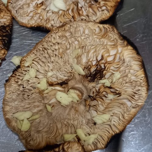 Cogumelos silvestres grelhados